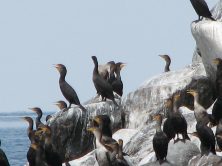 cormorants1