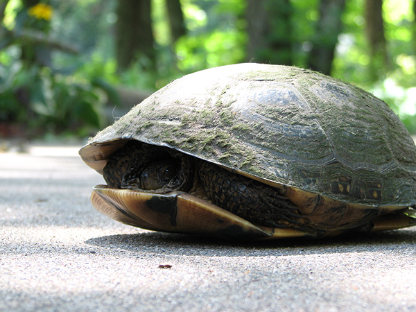 Blanding’s Turtle in Chisago County, MN